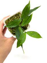 Load image into Gallery viewer, Hoya Polyneura