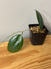 Load image into Gallery viewer, 39. Hoya Erythrostemma