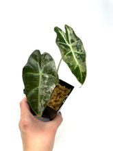 Load image into Gallery viewer, Alocasia Amazonica Variegated D