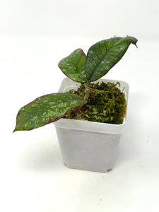 Hoya Gunung Gading Ghost B