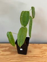 Load image into Gallery viewer, 260. Philodendron Sharoniae