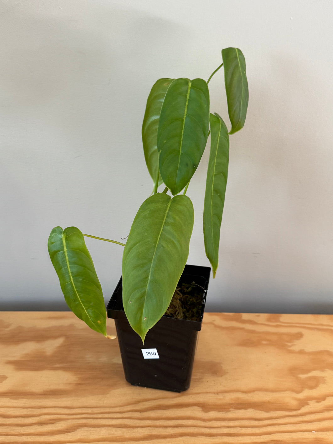 260. Philodendron Sharoniae