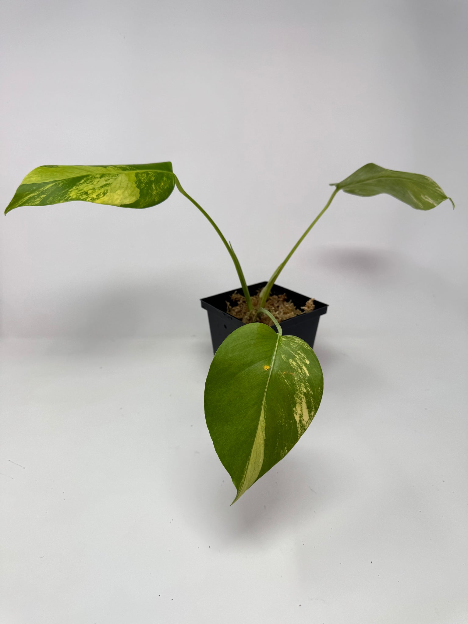 monstera deliciosa f Monstera Deliciosa Aurea Variegated F – Planthaven Toronto