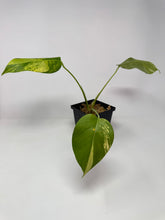 Load image into Gallery viewer, Monstera Deliciosa Aurea Variegated F