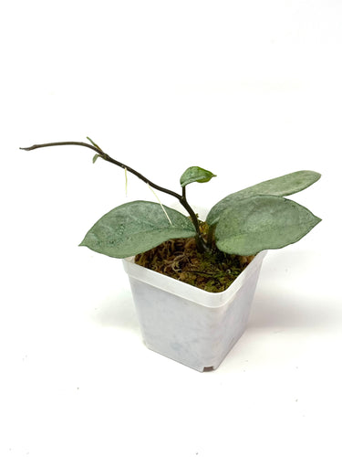 Hoya Carnosa ‘Nova Ghost’