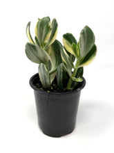 Load image into Gallery viewer, Crassula Ovata ‘Jade Plant’ Variegated- Ships within Canada only