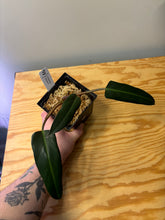 Load image into Gallery viewer, 172. Philodendron Mexicanum