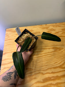 172. Philodendron Mexicanum
