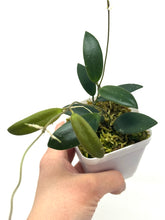 Load image into Gallery viewer, Hoya Dragon Wing (GPS7240 Hybrid)