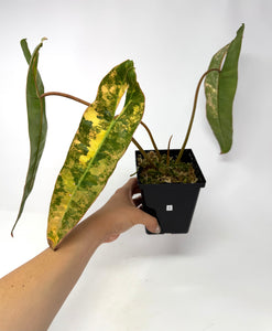 Philodendron Billietiae Variegated A