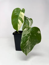 Load image into Gallery viewer, Monstera Deliciosa Albo Variegated C