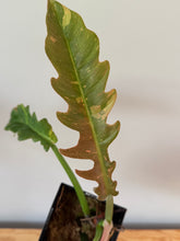 Load image into Gallery viewer, 281. Philodendron Ring of Fire