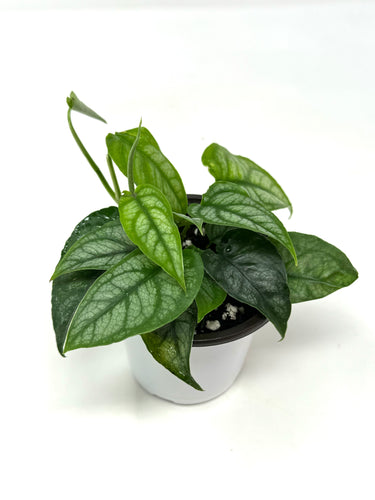 Monstera Siltepecana