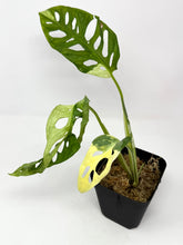 Load image into Gallery viewer, Monstera Adansonii Variegated F