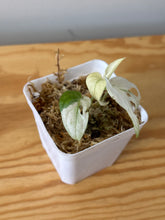 Load image into Gallery viewer, 160. Monstera Adansonii Albo Variegated