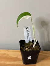 Load image into Gallery viewer, 98. Monstera Deliciosa Albo Variegated