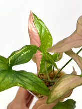 Load image into Gallery viewer, Syngonium Tricolour ‘Red Spot’