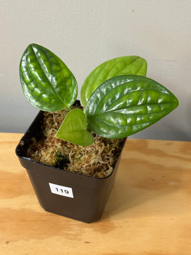 119. Monstera Peru Variegated (reverted)