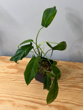 Load image into Gallery viewer, 108. Philodendron 69686