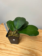 Load image into Gallery viewer, 89. Hoya Kerrii Variegated (inner)