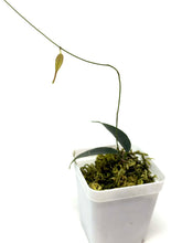 Load image into Gallery viewer, Hoya Exilis