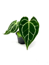 Load image into Gallery viewer, Anthurium Crystallinum 4”