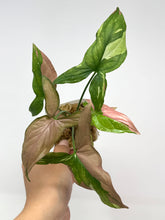 Load image into Gallery viewer, Syngonium Tricolour ‘Red Spot’