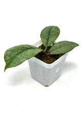 Load image into Gallery viewer, Hoya Mitrata Silver F