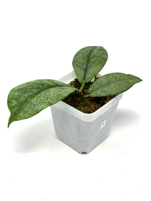 Hoya Mitrata Silver F