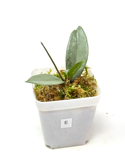 Hoya Wilbur Graves Silver E