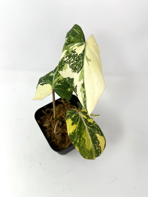 Philodendron Gloriosum Variegated E