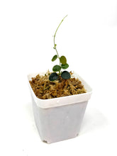 Load image into Gallery viewer, Hoya sp. Papua (IM08)