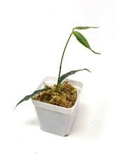 Load image into Gallery viewer, Hoya Cystiantha Splash