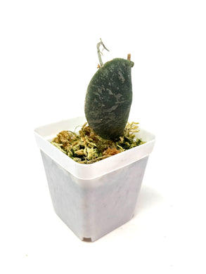 Hoya Imbricata