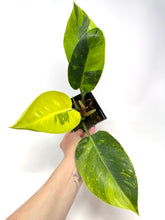 Load image into Gallery viewer, Philodendron Green Congo Variegated