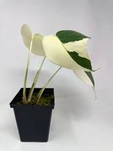 Load image into Gallery viewer, Monstera Deliciosa Albo Variegated E