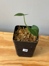 Load image into Gallery viewer, 38. Anthurium Clarinervium