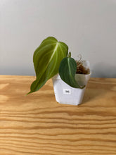 Load image into Gallery viewer, 96. Philodendron Glorious
