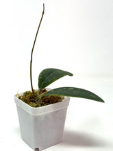Load image into Gallery viewer, Hoya Rintzii (Borneo)