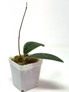 Hoya Rintzii (Borneo)