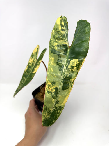 Philodendron Billietiae Variegated D