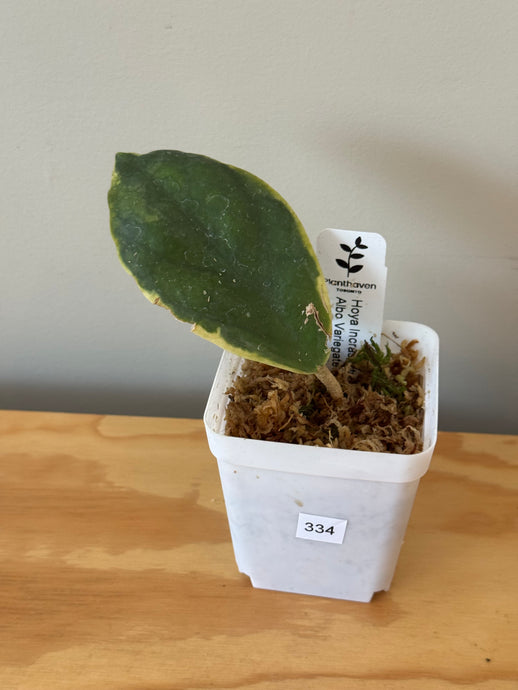 334. Hoya Incrassata Albo Variegated
