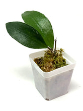 Load image into Gallery viewer, Hoya Kloppenburgii