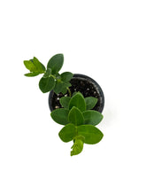 Load image into Gallery viewer, Hoya Densifolia