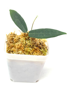Hoya Hypolasia