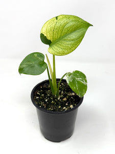 Monstera Deliciosa Mint Variegated