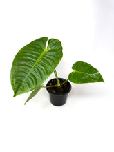 Load image into Gallery viewer, Anthurium Veitchii