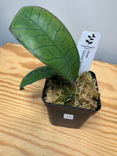 Load image into Gallery viewer, 11. Hoya Gunung Gading