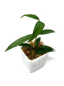 Hoya Burmanica