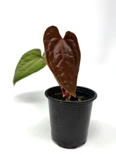 Load image into Gallery viewer, Anthurium Luxurians Dark Form Hybrid